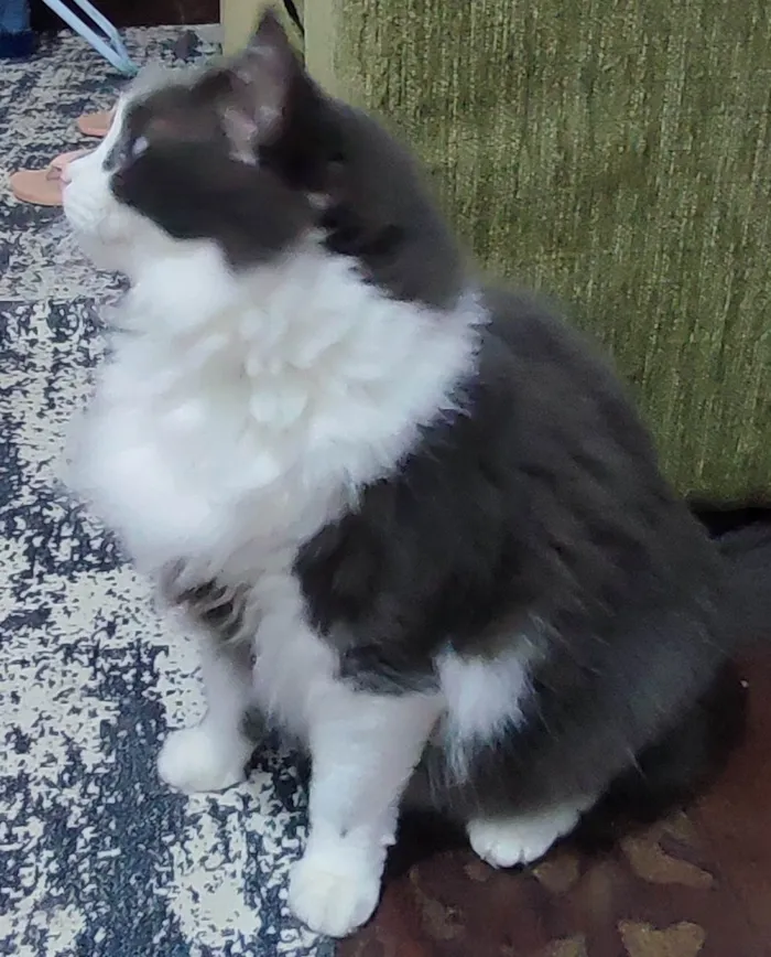 Gato ra a SRD-ViraLata idade 5 anos nome Amora e Ester