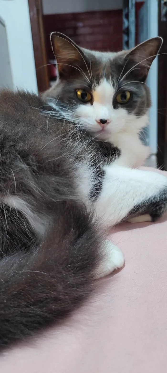 Gato ra a SRD-ViraLata idade 5 anos nome Amora e Ester