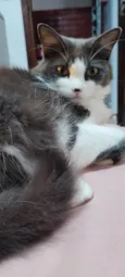 Amora e Ester