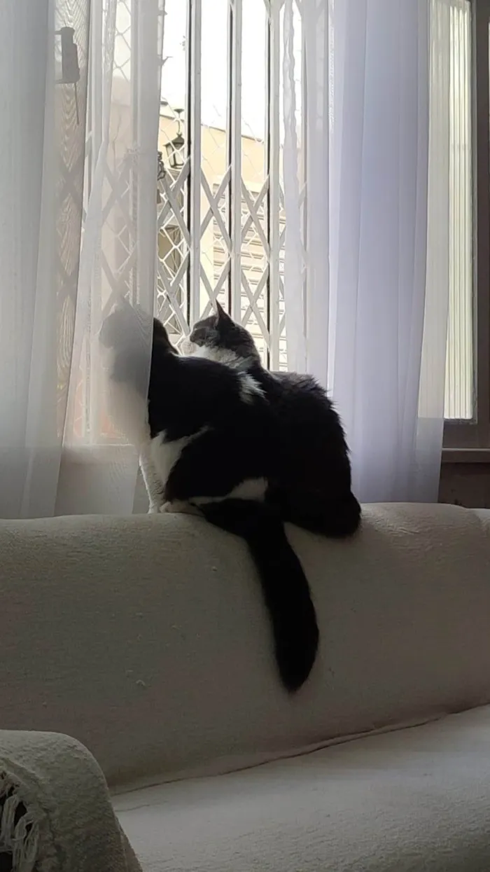 Gato ra a SRD-ViraLata idade 5 anos nome Amora e Ester