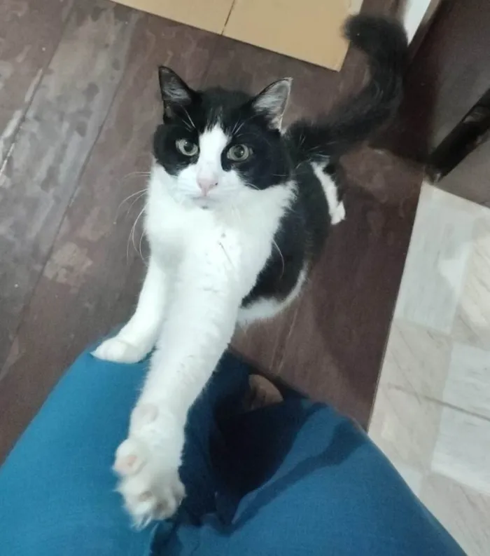 Gato ra a SRD-ViraLata idade 5 anos nome Amora e Ester