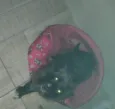 Suri