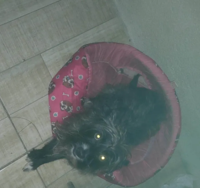 Cachorro ra a Poodle idade 2 anos nome Suri