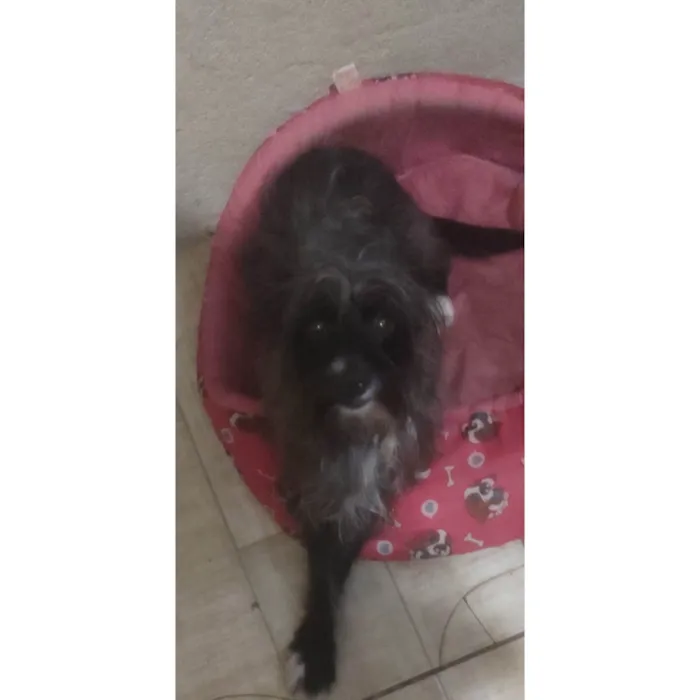 Cachorro ra a Poodle idade 2 anos nome Suri