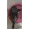 Suri