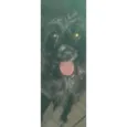 Suri