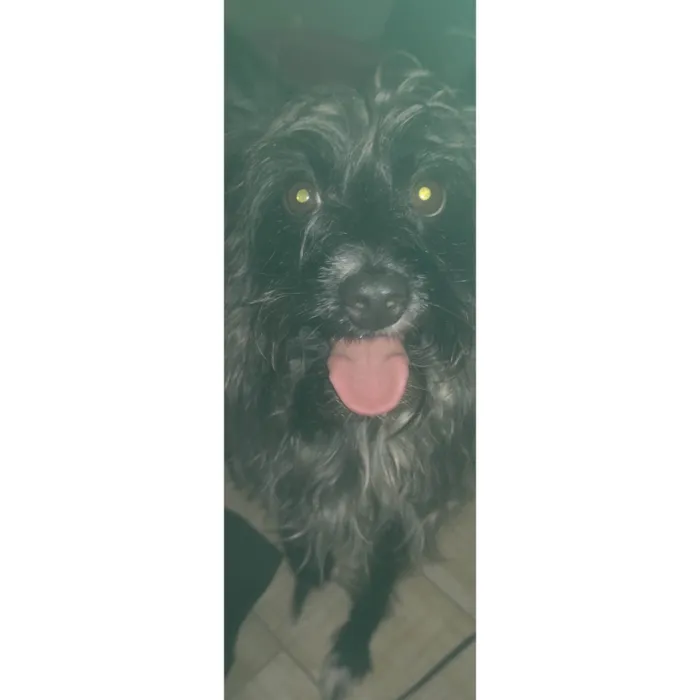 Cachorro ra a Poodle idade 2 anos nome Suri