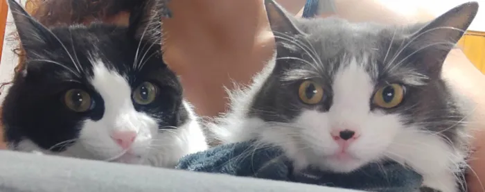 Gato ra a SRD-ViraLata idade 5 anos nome Amora e Ester