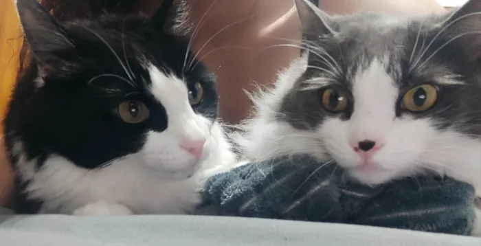 Gato ra a SRD-ViraLata idade 5 anos nome Amora e Ester