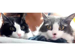 Gato raça SRD-ViraLata idade 5 anos nome Amora e Ester