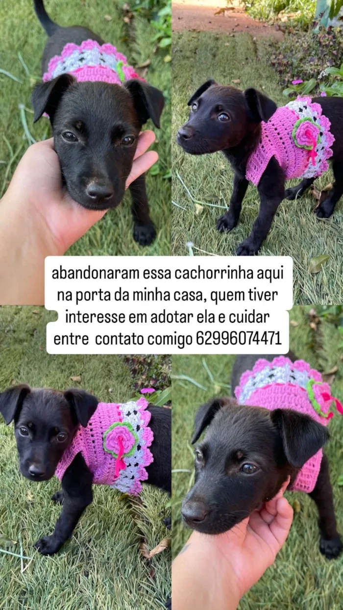 Cachorro ra a SRD-ViraLata idade 2 a 6 meses nome Não tem nome