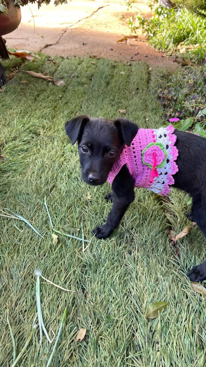 Cachorro ra a SRD-ViraLata idade 2 a 6 meses nome Não tem nome