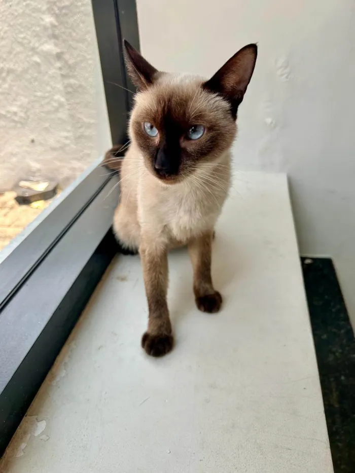 Gato ra a SRD-ViraLata idade 7 a 11 meses nome Mia