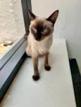 Mia