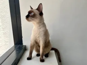 Gato raça SRD-ViraLata idade 7 a 11 meses nome Mia