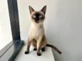 Mia