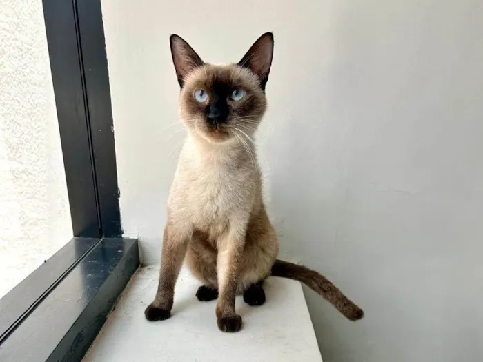 Gato ra a SRD-ViraLata idade 7 a 11 meses nome Mia