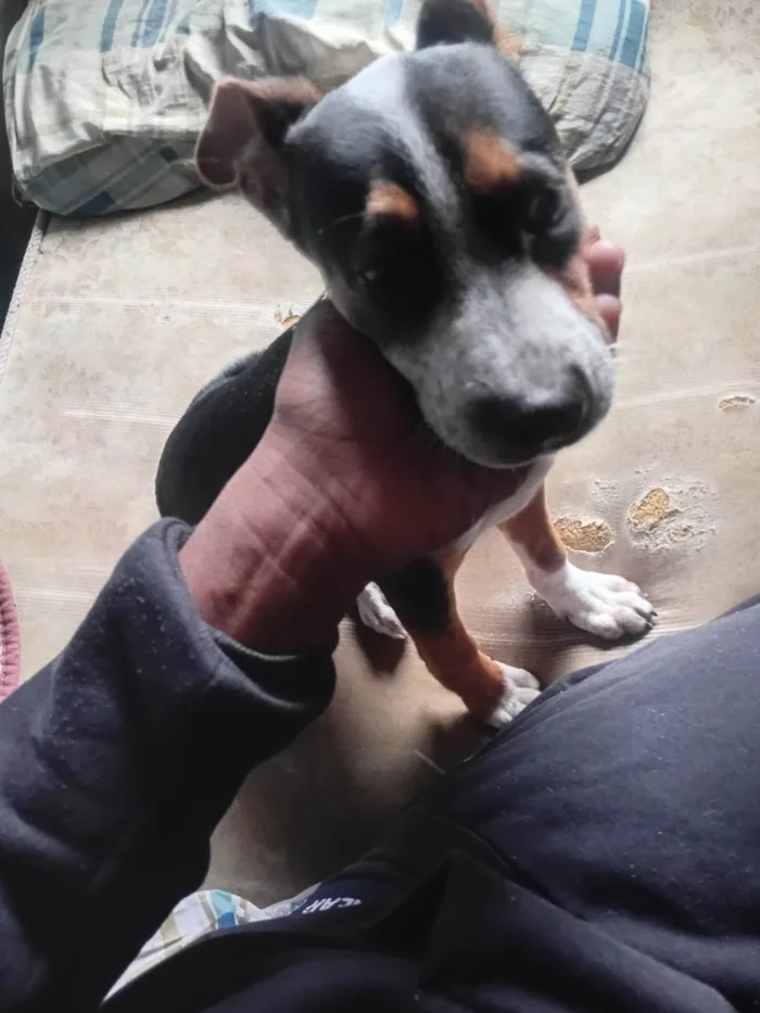 Cachorro ra a SRD-ViraLata idade 2 a 6 meses nome Kawe Rodrigo Almeida 