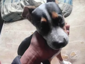 Cachorro raça SRD-ViraLata idade 2 a 6 meses nome Kawe Rodrigo Almeida 