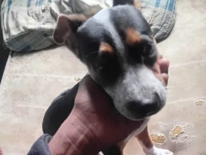 Cachorro raça SRD-ViraLata idade 2 a 6 meses nome Kawe Rodrigo Almeida 