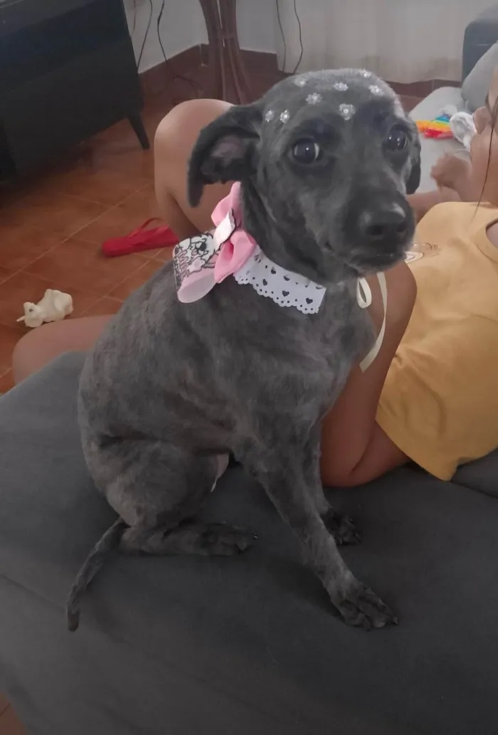Cachorro ra a SRD-ViraLata idade 6 ou mais anos nome Belinha