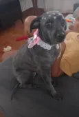 Belinha
