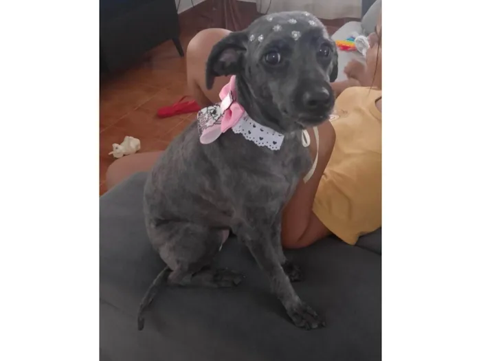 Cachorro ra a SRD-ViraLata idade 6 ou mais anos nome Belinha