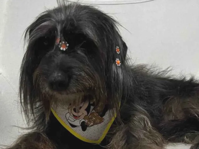 Cachorro ra a SRD-ViraLata idade 6 ou mais anos nome Pretinha
