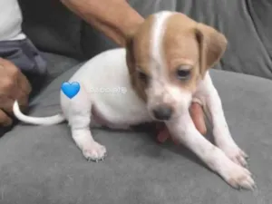 Cachorro raça SRD-ViraLata idade 2 a 6 meses nome Bebes