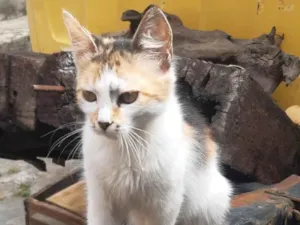 Gato raça SRD-ViraLata idade 7 a 11 meses nome Chetara