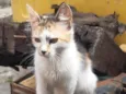 Chetara