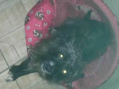 Cachorro raça Poodle idade 2 anos nome Suri