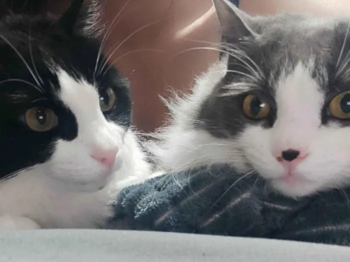 Gato ra a SRD-ViraLata idade 5 anos nome Amora e Ester