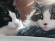 Amora e Ester