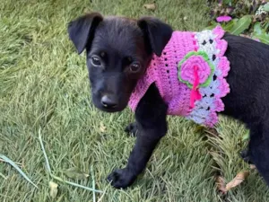 Cachorro raça SRD-ViraLata idade 2 a 6 meses nome Não tem nome