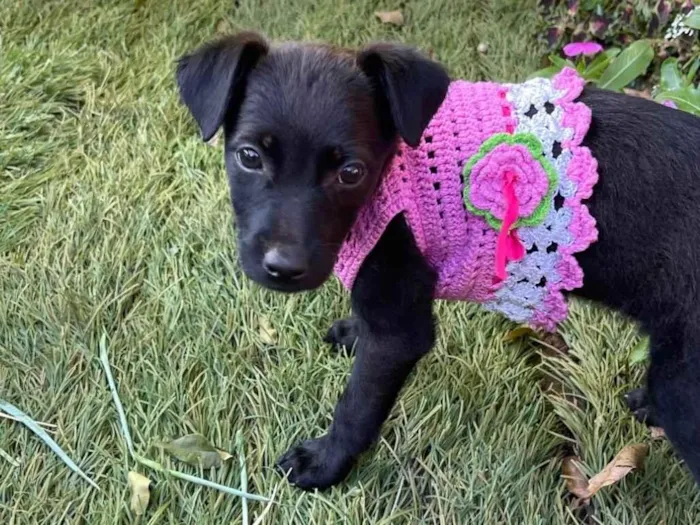 Cachorro ra a SRD-ViraLata idade 2 a 6 meses nome Não tem nome