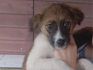 Cachorro raça SRD-ViraLata idade 2 a 6 meses nome Não tem nome 