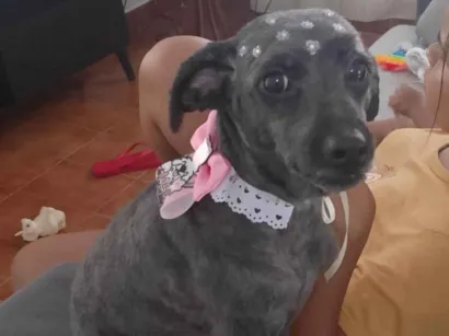 Cachorro raça SRD-ViraLata idade 6 ou mais anos nome Belinha