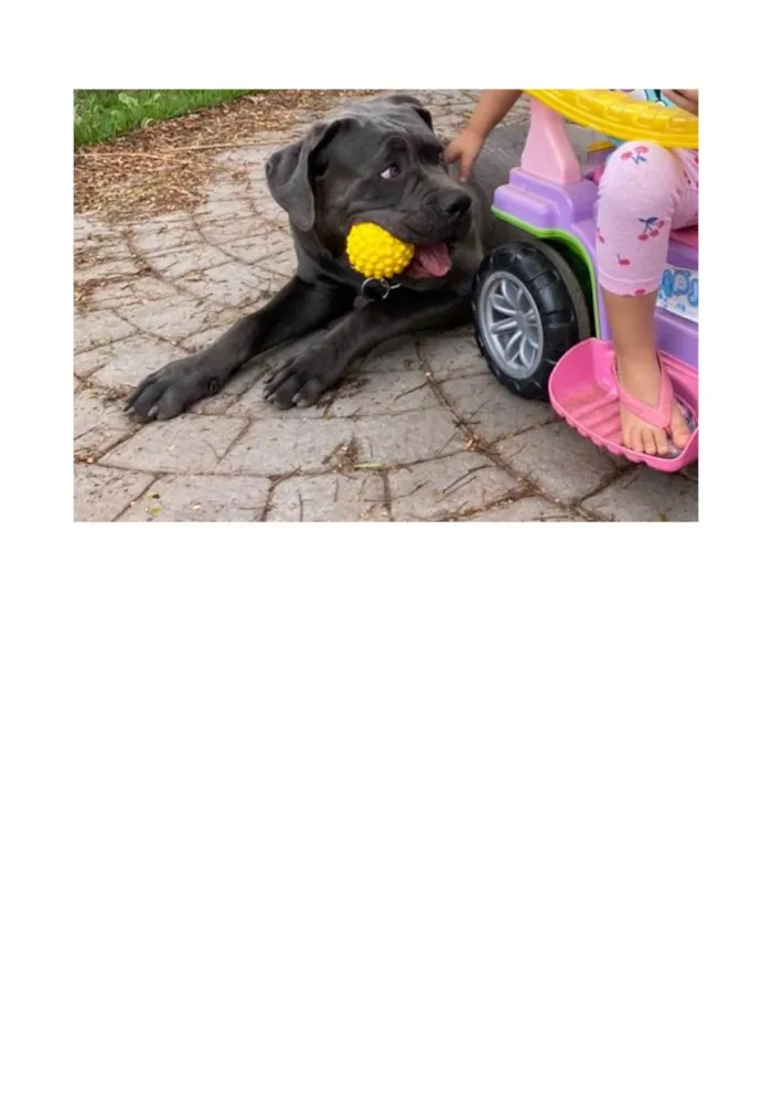 Cachorro ra a SRD-ViraLata idade 3 anos nome AERON - (IRON)