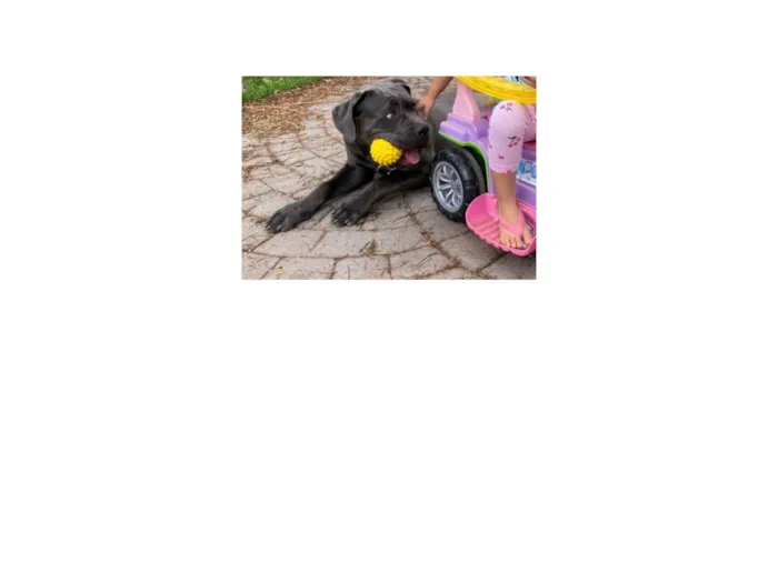 Cachorro ra a SRD-ViraLata idade 3 anos nome AERON - (IRON)