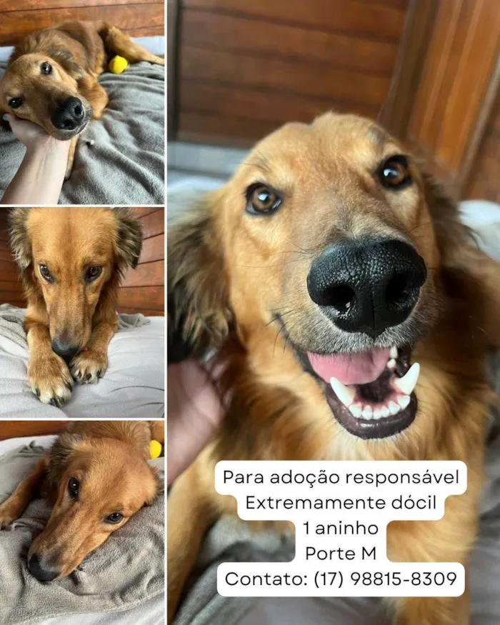 Cachorro ra a SRD-ViraLata idade 1 ano nome MARLON