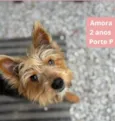 AMORA (YORKSHIRE)