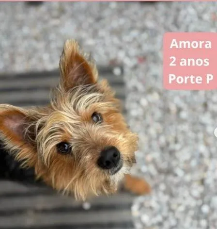 Cachorro ra a Yorkshire idade 2 anos nome AMORA (YORKSHIRE)