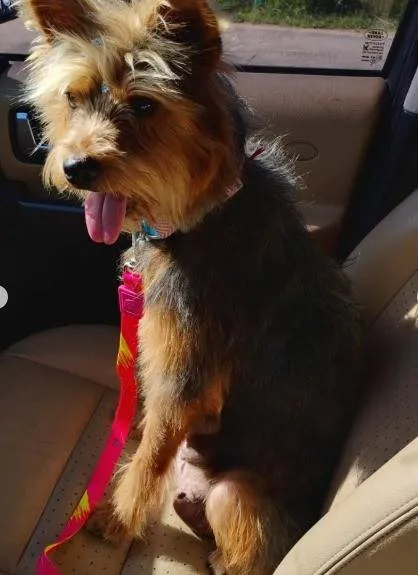 Cachorro ra a Yorkshire idade 2 anos nome AMORA (YORKSHIRE)