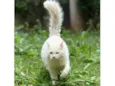 Suru 