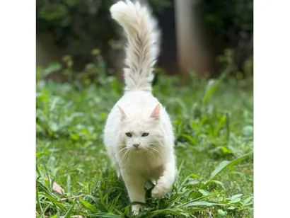 Gato raça SRD-ViraLata idade 2 anos nome Suru 