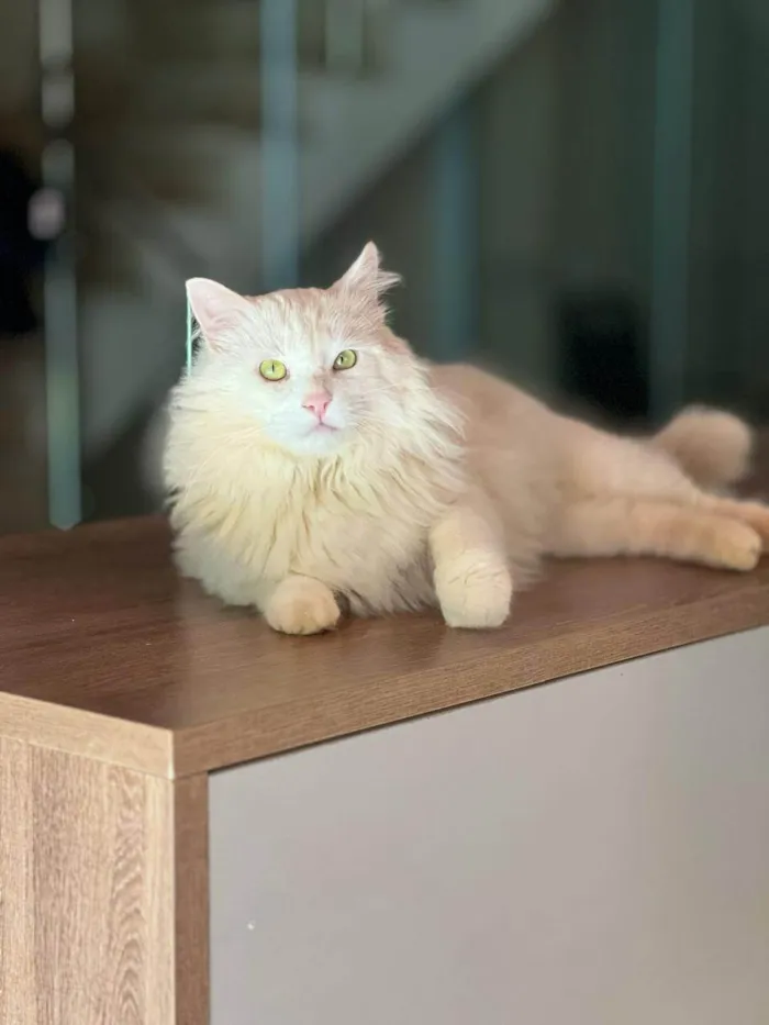 Gato ra a SRD-ViraLata idade 2 anos nome Suru 
