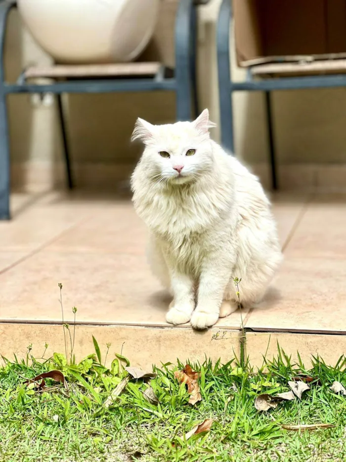 Gato ra a SRD-ViraLata idade 2 anos nome Suru 