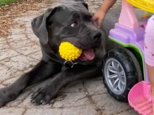 Cachorro raça SRD-ViraLata idade 3 anos nome AERON - (IRON)