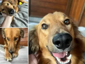 Cachorro raça SRD-ViraLata idade 1 ano nome MARLON